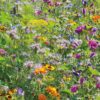 Rasendoktor Blumenmischung Bienen- und Schmetterlingswiese