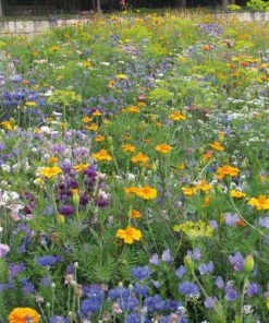 Rasendoktor Blumenmischung Nützlingsparadies