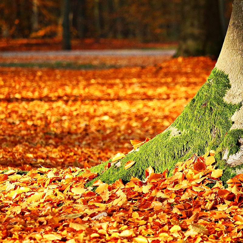 Rasenpflege im Herbst: Tipps und Wissenswertes - Rasen richtig pflegen