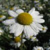 Rasendoktor Wildblumenmischung