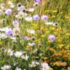 Rasendoktor Wildblumenmischung