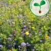 Rasendoktor Blumenwiese Nützlingsparadies